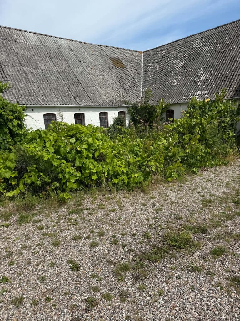 Før: gårdsplads på Langeland, hvor tæt og høj bevoksning dækker facaden og fliserne